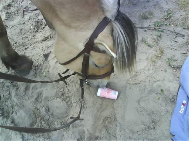 Fjordhest Bjarke FrølunDe R.I.P :'( - mmm den smager godt :0) billede 10