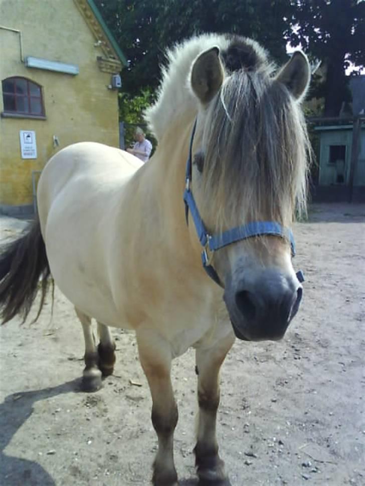 Fjordhest Bjarke FrølunDe R.I.P :'( billede 11