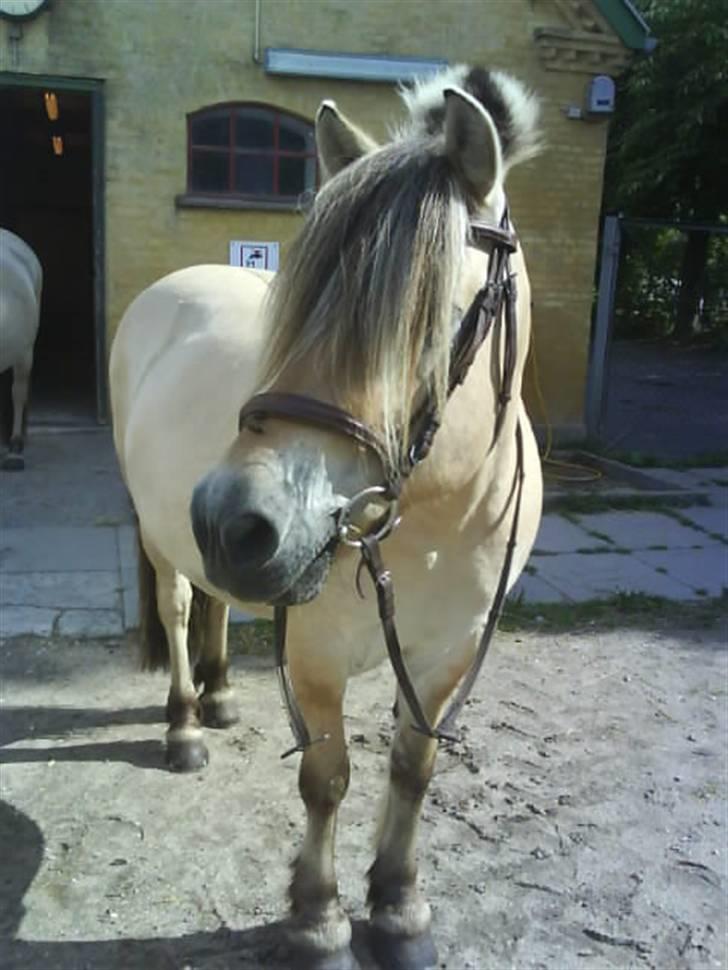 Fjordhest Bjarke FrølunDe R.I.P :'( billede 12