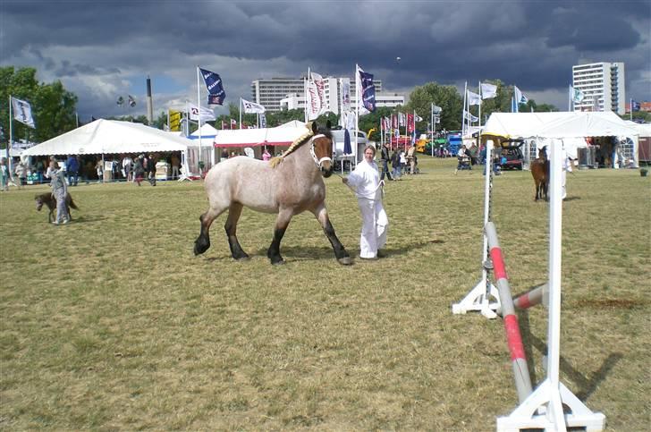 Belgier Dalmoses Bertha (solgt) billede 6