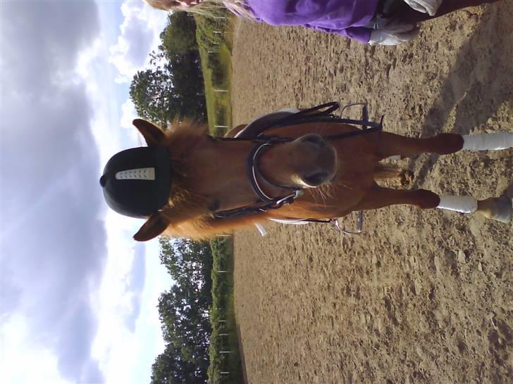 Islænder Kylja <3 Miss ya' <3 - Hun skal da passe på :) Foto: Anja miin <33 billede 14