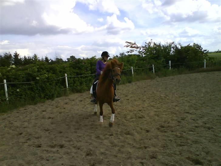 Islænder Kylja <3 Miss ya' <3 - Trav :p Foto: Anja miin <3 billede 16