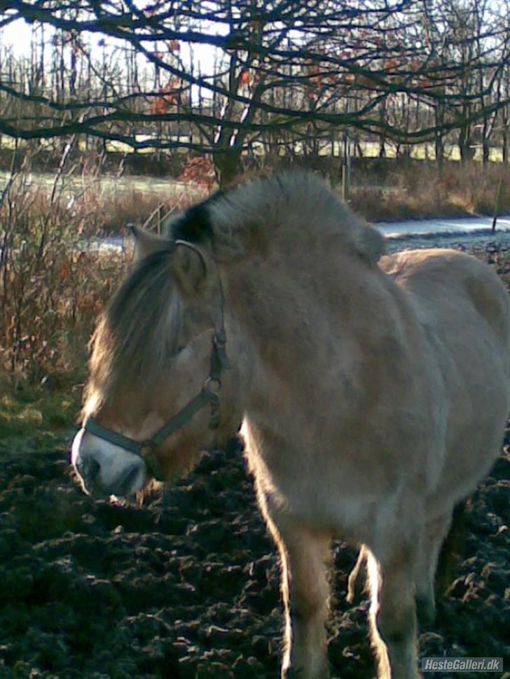 Fjordhest Bjarke FrølunDe R.I.P :'( - Bjarke Om vinteren billede 15
