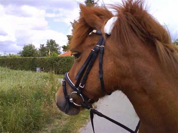 Islænder Kylja <3 Miss ya' <3 - Hvad sker der mon derover ? :) <3 Foto: Anja miin <33 billede 17