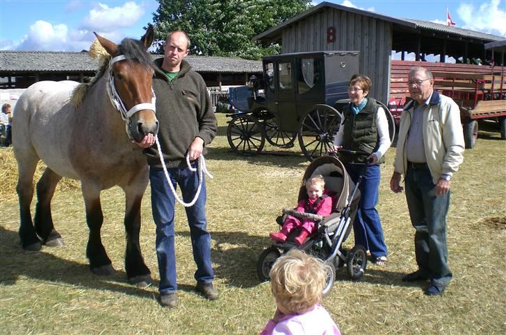 Belgier Dalmoses Bertha (solgt) billede 7