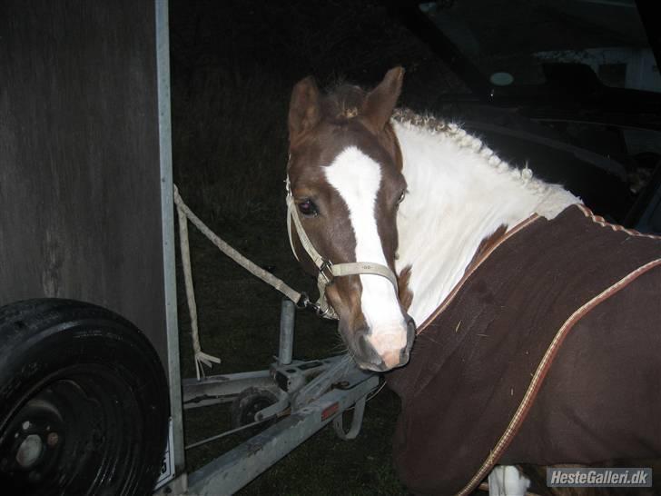 Pinto samo  - efter stævne billede 3