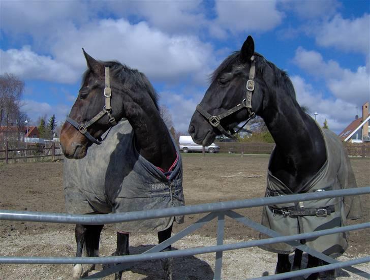 Trakehner Mireille - Solgt - Og så kigger vi lige til højre engang :P billede 8