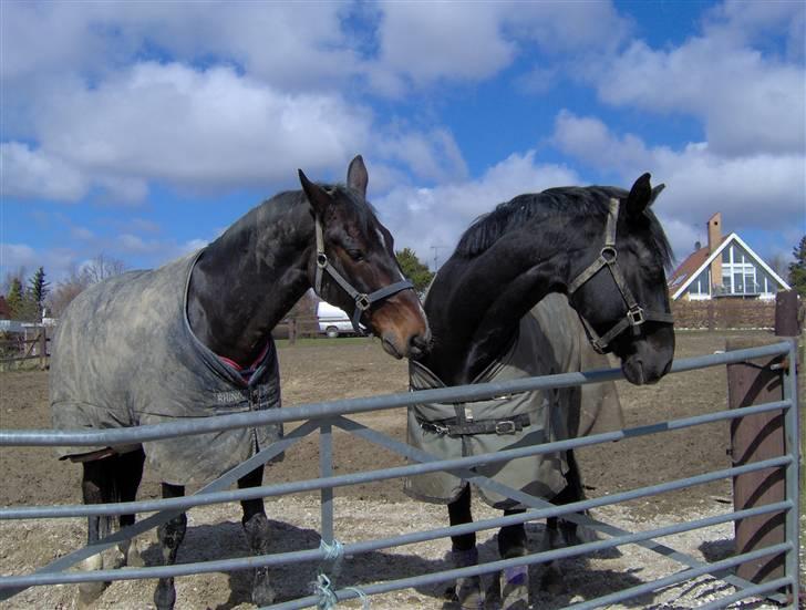 Trakehner Mireille - Solgt - Aswan er sikker på at når sorte kigger væk, så må han gerne bide i hendes dækken billede 9
