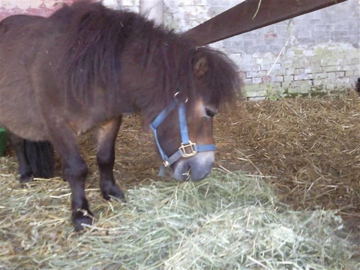 Miniature Hanibal *Lånt ud* billede 14