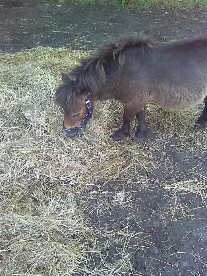 Miniature Hanibal *Lånt ud* billede 15