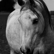 Arabisk fuldblod (OX) Cepril