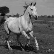 Arabisk fuldblod (OX) Cepril