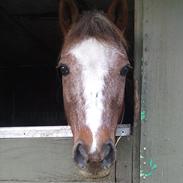 Anden særlig race Snowie - Bortgivet
