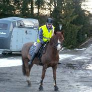 New Forest Chaos