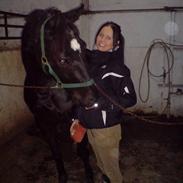 Dansk Varmblod Solbakkens Renoir SOLGT