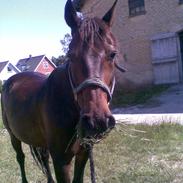 Traver Texas Bogø