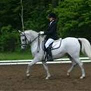 Welsh Cob (sec D) Bjerregårds Nicol