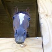Welsh Pony af Cob-type (sec C) Celton Warlock