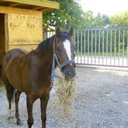 Welsh Pony af Cob-type (sec C) Celton Warlock