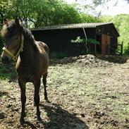 Anden særlig race Staldskovly's Savanna