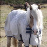 Haflinger Bilbo