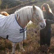 Haflinger Bilbo