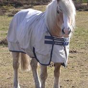 Haflinger Bilbo