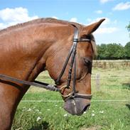 Anden særlig race Lukas