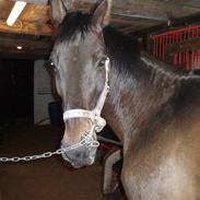 Anden særlig race Cille