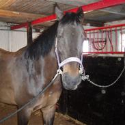 Anden særlig race Cille