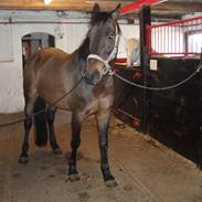 Anden særlig race Cille