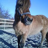 Anden særlig race Fanny