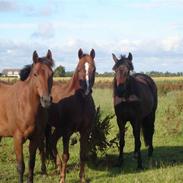 Traver reine pedauqeu