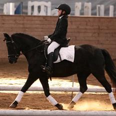 Hollandsk Sportspony    Black Beauty * R.I.P.*