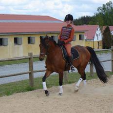 Hollandsk Sportspony Sharif - sendt tilbage.