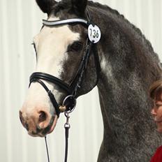 Zangersheide Adele Alfarvad Z