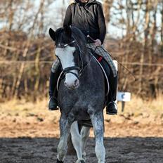 Zangersheide Adele Alfarvad Z