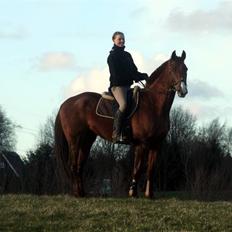 Dansk Varmblod Vester Juels-Gaards Arkib