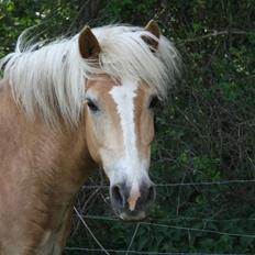 Haflinger Dex Dexter 