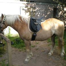 Haflinger Dex Dexter 