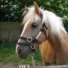 Haflinger Dex Dexter 