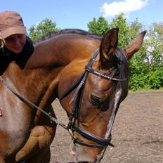 Dansk Varmblod Chervi´s Castellano låne