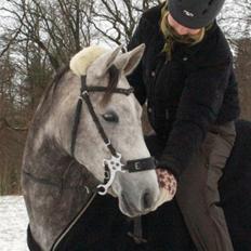 Arabisk fuldblod (OX) Filou (himmelhest) <3