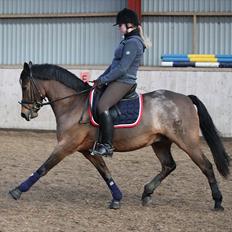 Welsh Cob (sec D) Bjerregårds Casanova 