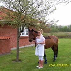 Welsh Cob (sec D) Bjerregårds Casanova 