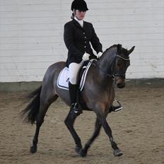 Welsh Cob (sec D) Bjerregårds Casanova 