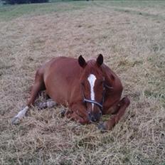 Anden særlig race Gloster <3