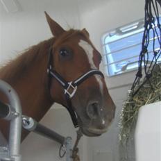 Anden særlig race Gloster <3