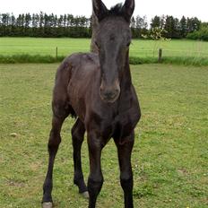 Barockpinto First Knight 