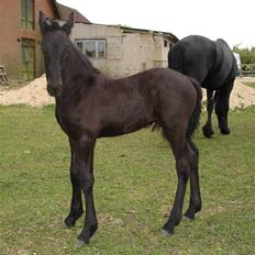 Barockpinto First Knight 